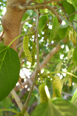 Fresh and organic mulberry fruits. Mulberry tree with ripe fruits in summer, Long mulberry on tree, Organic Delicious Long Mulberries in the garden closeup, Chakwal, Punjab, Pakistan