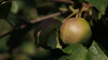 Green apple on a tree symbolizes plantbased food and beauty