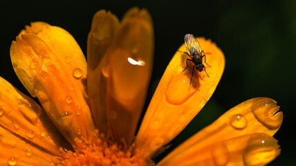 A fly rests on a wet yellow flower with colorful petals