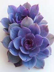 Close-up shot of beautiful purple and blue succulent plant with intricate petal patterns on a white background.