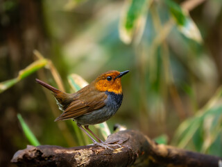 森の中で静かに枝に留まっているコマドリの雄