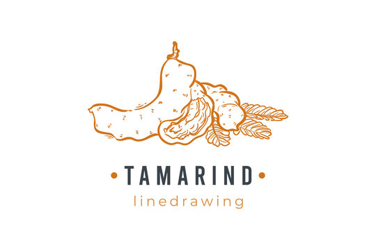 Tamarind hand drawn line drawing logo vector illustration