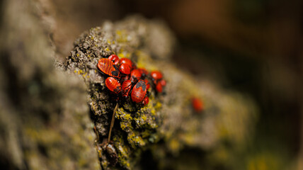 A detailed image showing a ladybug perched on a stone