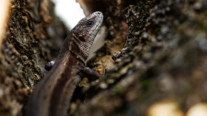 A lizard is perched on a tree branch in a natural setting