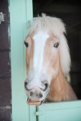 Obraz premium 茶色い馬の顔