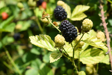 Natural food - fresh ripe and unripe blackberries in a garden. Bunch of ripe and unripe blackberry fruit on branch with green leaves on a farm. Close-up, blurred background. Chakwal, Punjab, Pakistan
