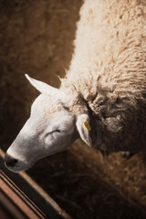 羊のアップ