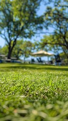 Sunlit Camping Field with Canopy Tent and Tables