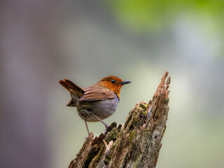 森の中で枯れ木に留まっているコマドリの雄