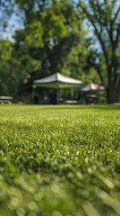 Sunny Camping Field with Canopy Tent and Grass Detail