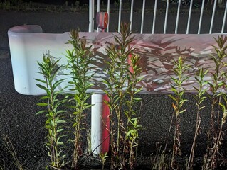 ヘッドライトに照らされたガードレール