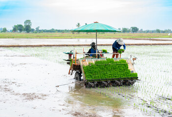 Fototapeta premium Farmers use rice planters in the middle of the rice fields.