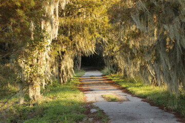 swamp trail in the sun