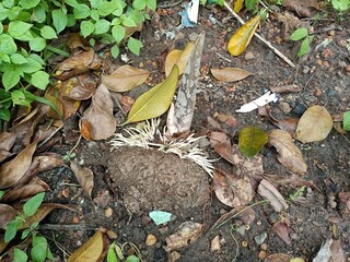 When planting vegetables, the soil is compacted after planting the seeds.