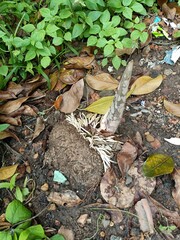 When planting vegetables, the soil is compacted after planting the seeds.