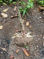 When planting vegetables, the soil is compacted after planting the seeds.