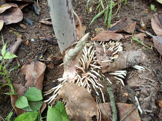 When planting vegetables, the soil is compacted after planting the seeds.