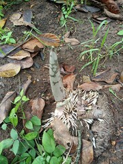 When planting vegetables, the soil is compacted after planting the seeds.