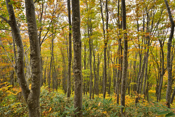 Fototapeta premium Climbing Mount Makihata, Niigata, Japan
