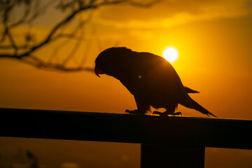 rainbow lorikeet silhouetted by the afternoon sun