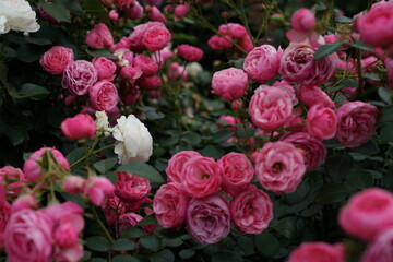 Pink Flower of Roses 'Pomponella' in Full Bloom
