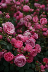 Pink Flower of Roses 'Pomponella' in Full Bloom
