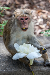 A Toque macaque (scientific name Macaca sinica) monkey eating a lotus flower at Dambulla in Sri Lanka. Torque macaques are an Old World monkey endemic to Sri Lanka.