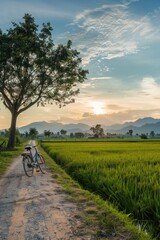 Fototapeta premium Bicycle on a background of a tree and a green field. Colorful landscape isolated. Without a person