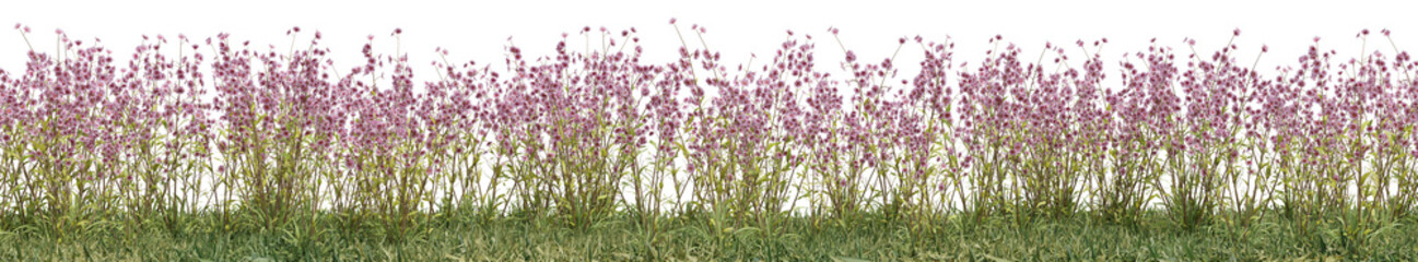 Obraz premium Wild flowers, grass field and meadow in nature, Tropical forest isolated on transparent background - PNG file, 3D rendering for create and design