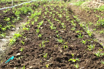 Vegetable seedlings in the farm field 