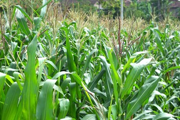 Corn plants in the agricultural field