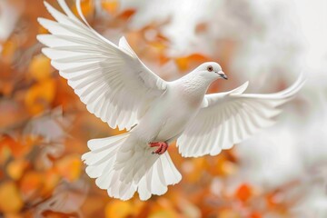 Obraz premium A majestic white dove in flight, symbolizing peace