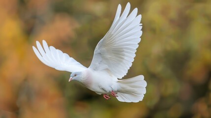 Obraz premium A majestic white dove in flight, symbolizing peace
