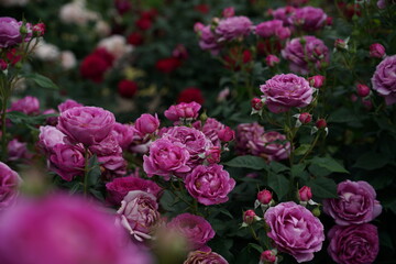 Pink Flower of Roses 'Odeur d' Amour' in Full Bloom
