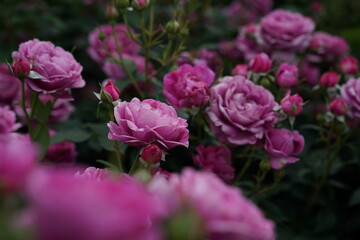 Pink Flower of Roses 'Odeur d' Amour' in Full Bloom
