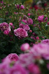 Pink Flower of Roses 'Odeur d' Amour' in Full Bloom
