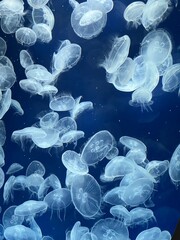 jellyfish in aquarium and water