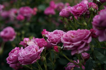 Pink Flower of Roses 'Odeur d' Amour' in Full Bloom

