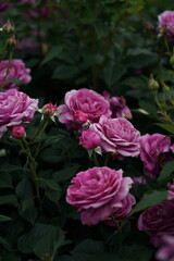Pink Flower of Roses 'Odeur d' Amour' in Full Bloom
