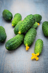 A certain amount of green fresh mini cucumbers with yellow flowers on a gray textured wooden background.