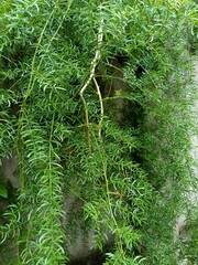 Asparagus Fern is an easy way to add something unique that is evergreen to your landscape. This plant also works great in containers and hanging baskets.