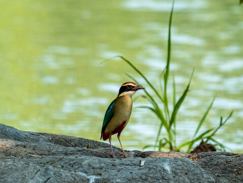 Beautiful brightly multiple colors bird perching on rock in nature Thailand, Fairy pitta (Pitta nympha)