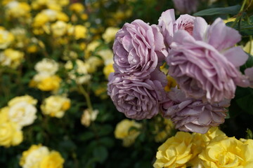 Light Purple Flower of Roses 'Novalis' in Full Bloom
