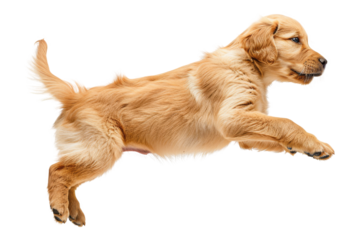 Adorable golden retriever puppy leaping in mid-air against a white background. Playful young dog full of energy and joy. Perfect for pet-themed projects.