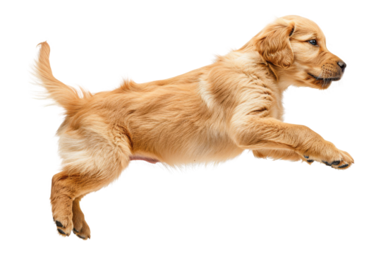 Adorable golden retriever puppy leaping in mid-air against a white background. Playful young dog full of energy and joy. Perfect for pet-themed projects.