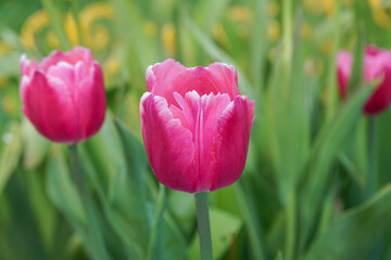 Obraz premium Pink with white tulip close-up. Growing decorative tulips in the spring garden. Flower Festival in Amsterdam.