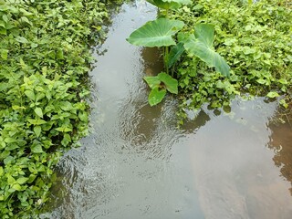 Views of the beautiful landscape of Kerala, India