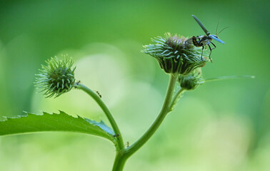 チシマアザミから飛び立つジョウカイボン / Lycocerus suturellus flying away from Cirsium kamtschaticum