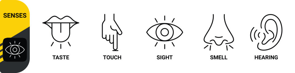 5 five types sense. Нuman nervous system line icons color set. Eye, nose, ear, hand, mouth. Sight, smell, hearing, touch, taste concept. Vector 