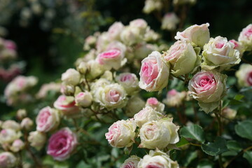 Light Pink Flower of Roses 'Mimi Eden' in Full Bloom
